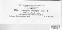 Uromyces oblongus image